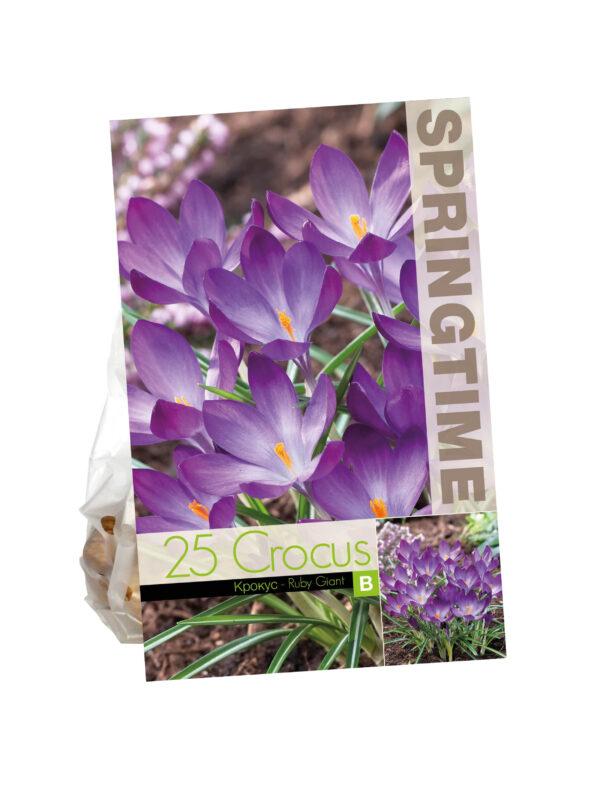 Crocus Ruby Giant