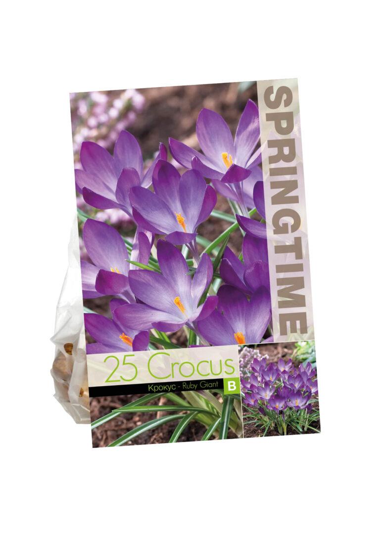 Crocus Ruby Giant