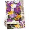 Crocus Big Flowering Mixed