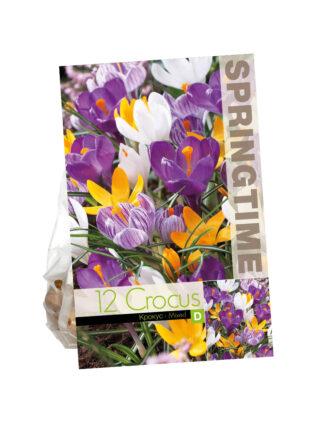 Crocus Big Flowering Mixed