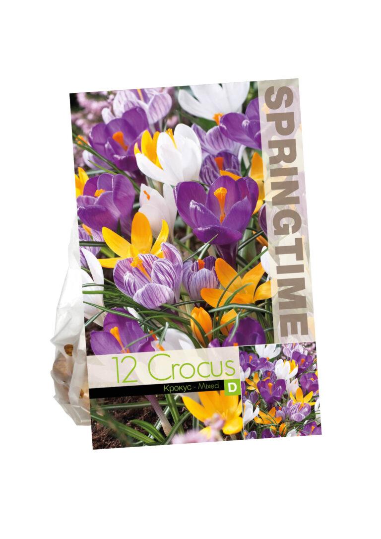 Crocus Big Flowering Mixed