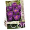 Crocus Flower Record