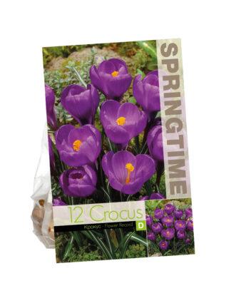 Crocus Flower Record