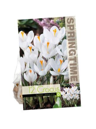 Crocus Jeanne d'Arc