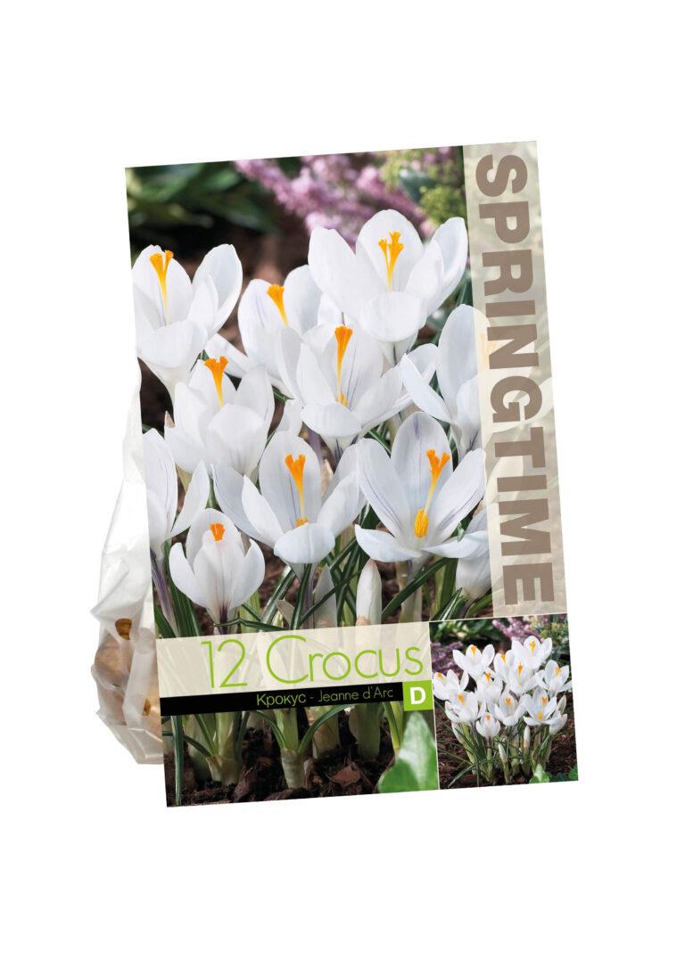 Crocus Jeanne d'Arc