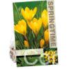 Crocus Big Yellow