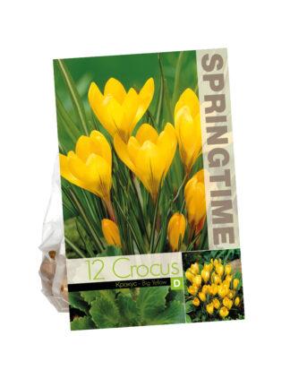 Crocus Big Yellow