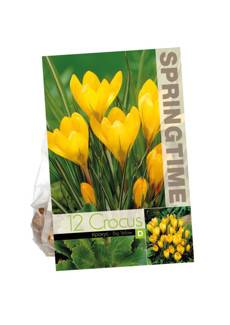 Crocus Big Yellow