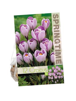 Crocus Pickwick