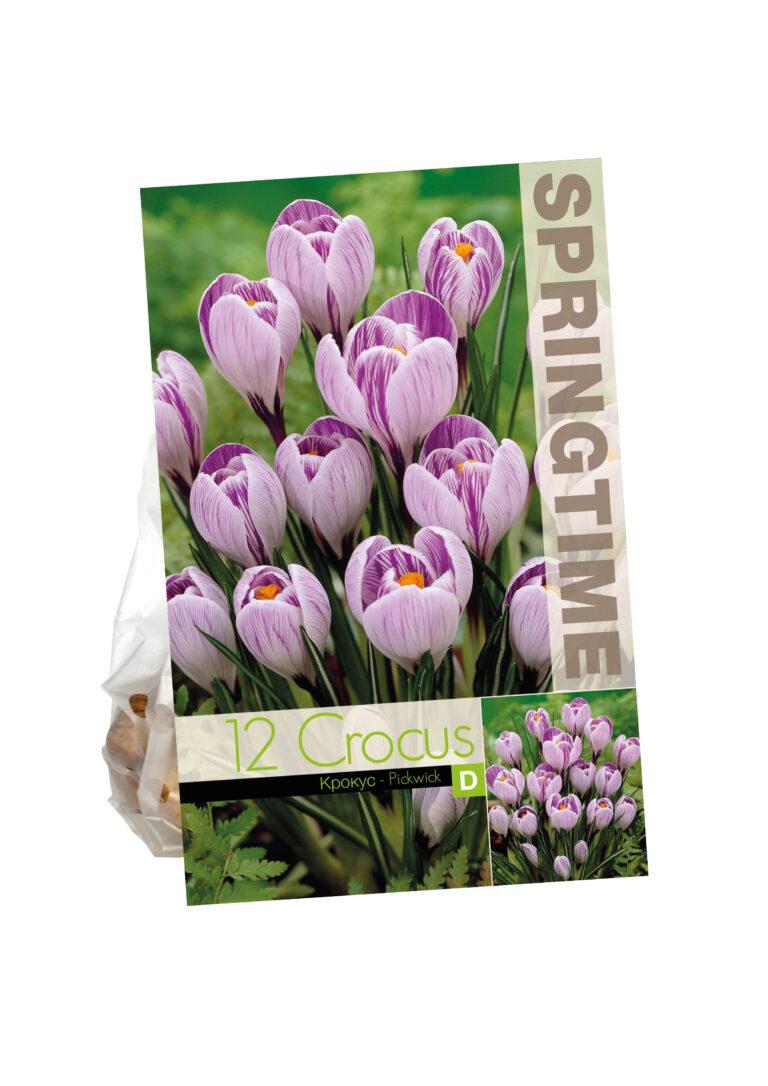 Crocus Pickwick