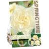 Narcissus Obdam