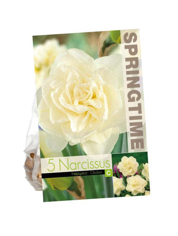 Narcissus Obdam