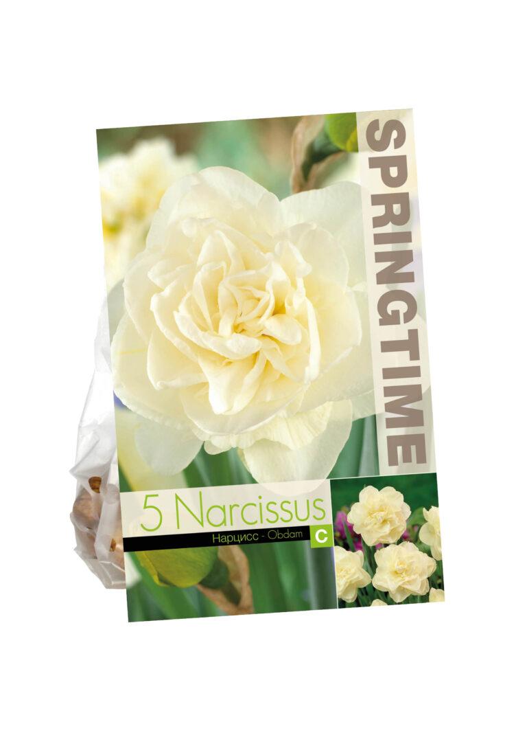 Narcissus Obdam