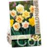 Narcissus Double Mixed