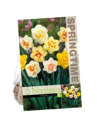 Narcissus Double Mixed
