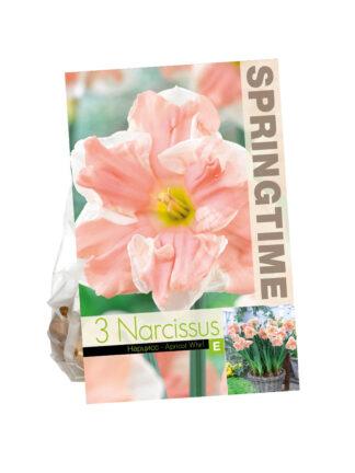 Narcissus Apricot Whirl