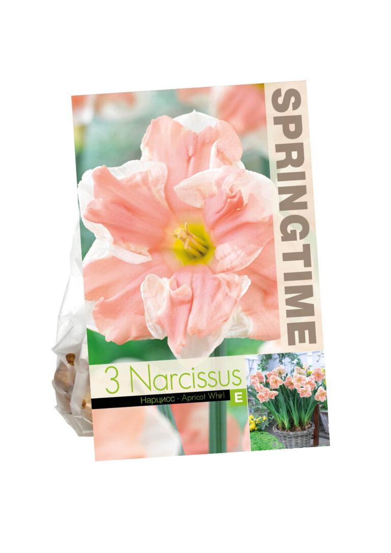 Narcissus Apricot Whirl
