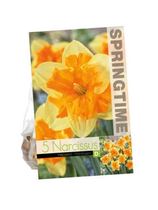 Narcissus Mondragon