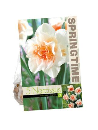 Narcissus Replete