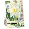 Narcissus Mount Hood