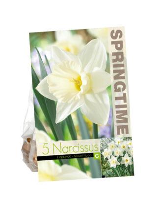 Narcissus Mount Hood