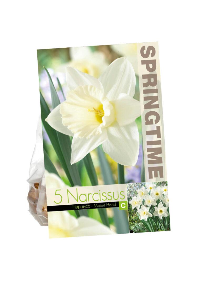 Narcissus Mount Hood