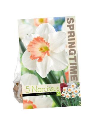 Narcissus Pink Charm