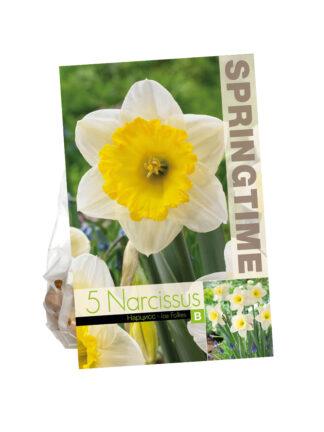 Narcissus Ice Follies