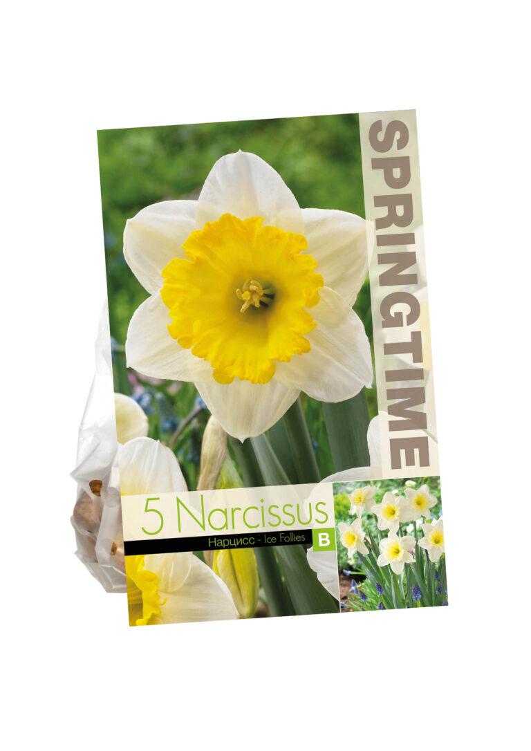 Narcissus Ice Follies