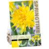 Narcissus Rip van Winkle