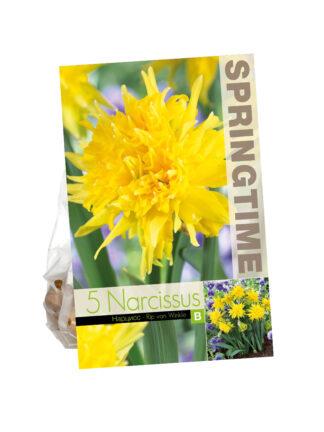 Narcissus Rip van Winkle