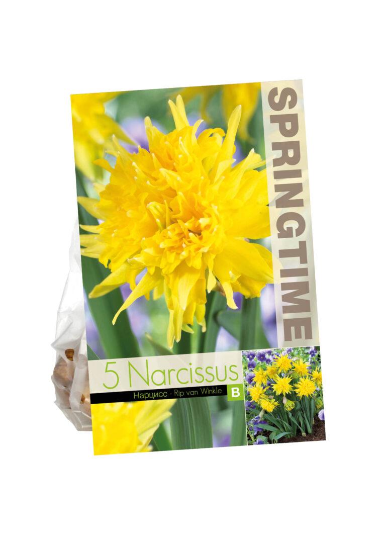 Narcissus Rip van Winkle