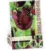 Tulipa Black Parrot