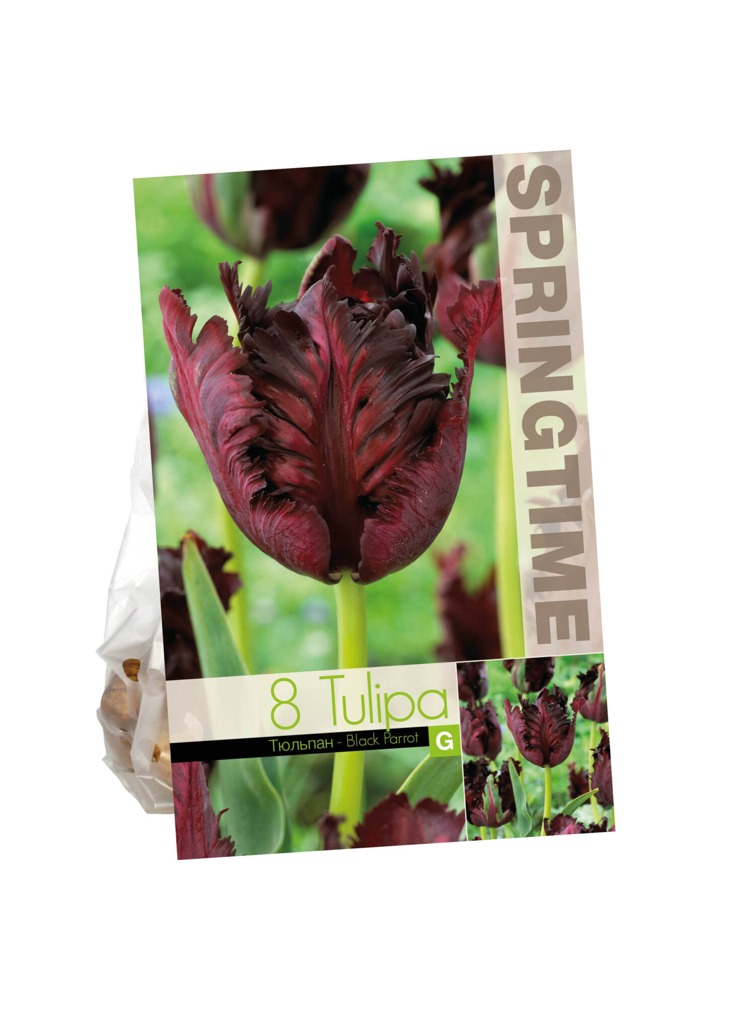 Tulipa Black Parrot