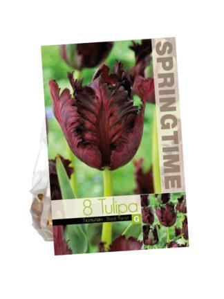 Tulipa Black Parrot