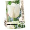 Tulipa White Dream