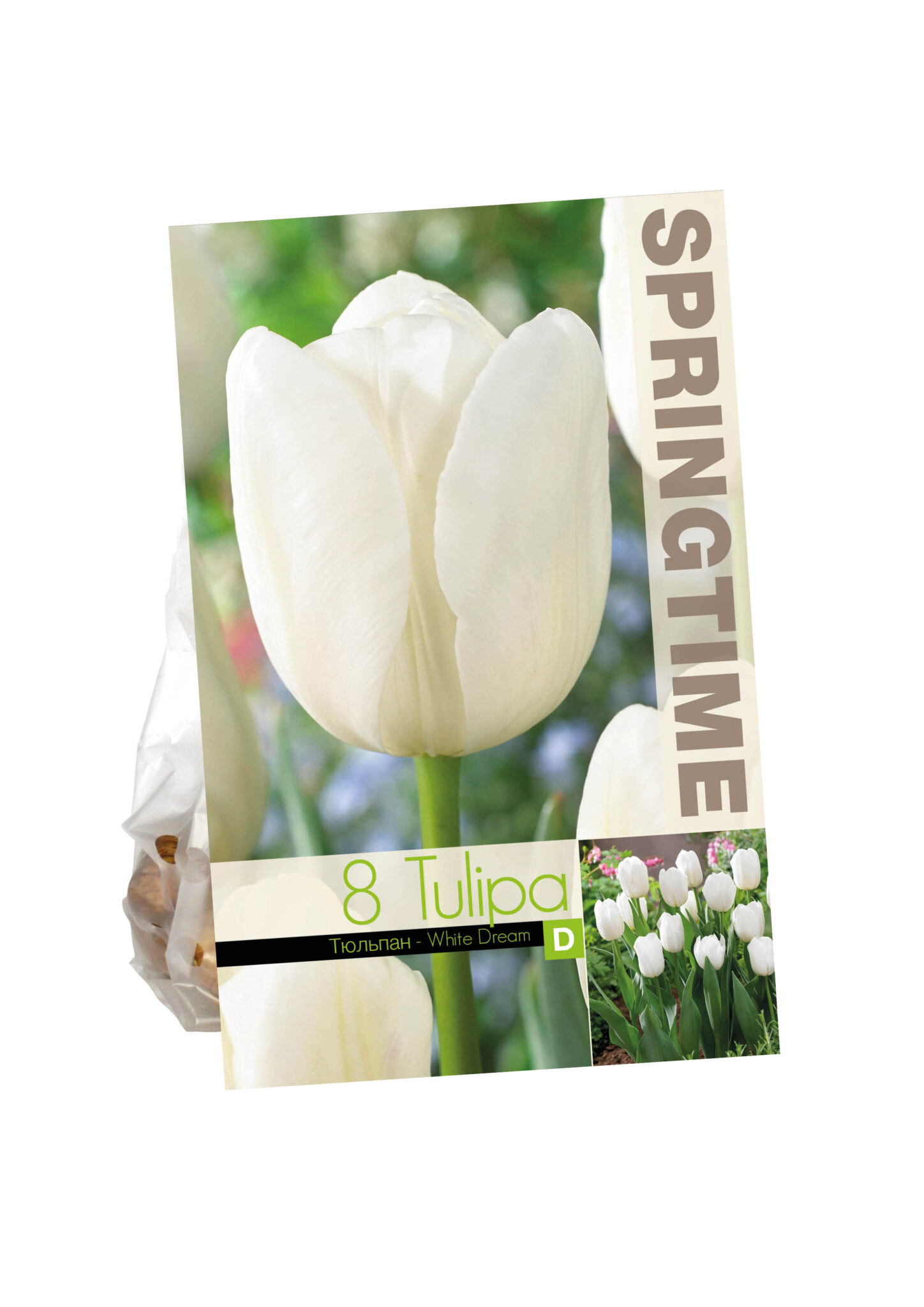 Tulipa White Dream