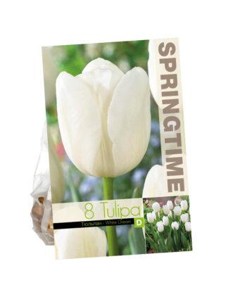 Tulipa White Dream