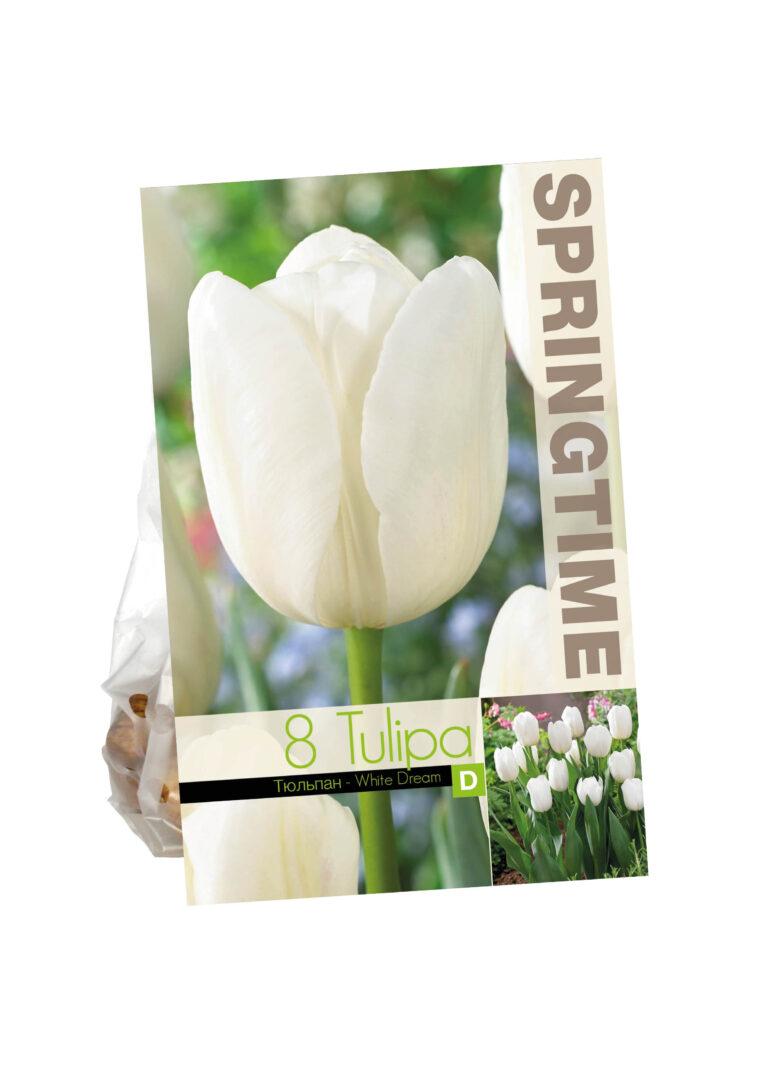 Tulipa White Dream