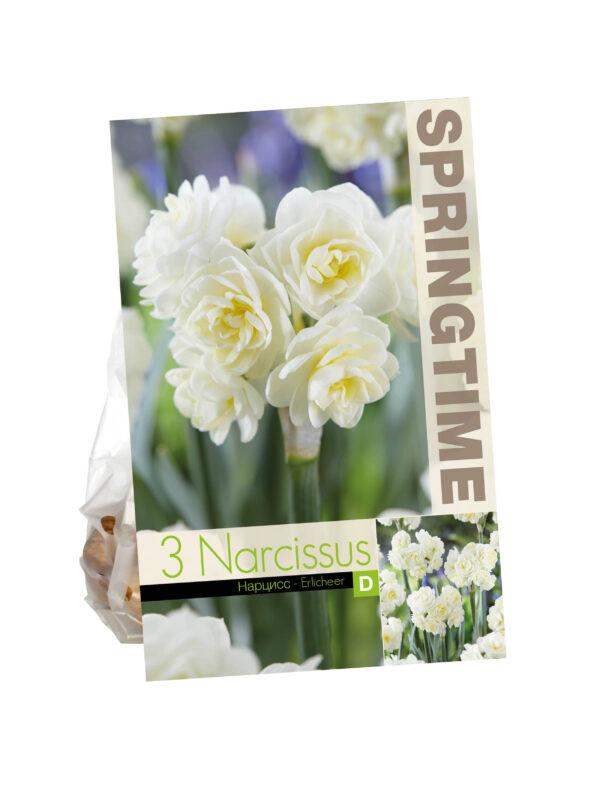 Narcissus Erlicheer