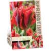 Tulipa Hollywood