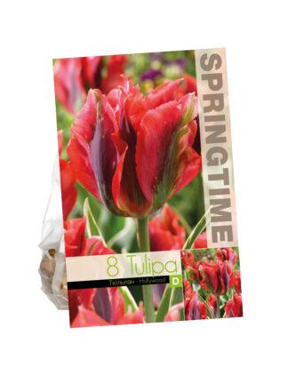 Tulipa Hollywood