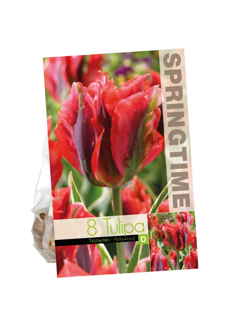 Tulipa Hollywood