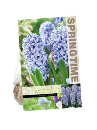 Hyacinthus Delft Blue