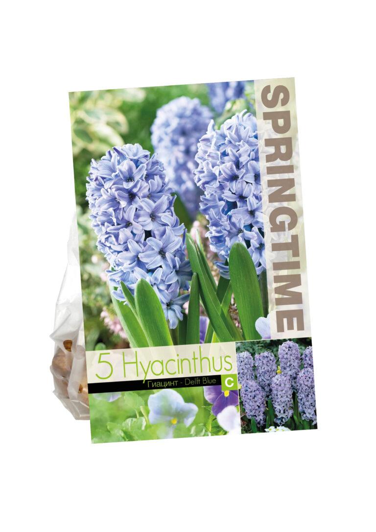 Hyacinthus Delft Blue