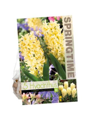 Hyacinthus City of Haarlem