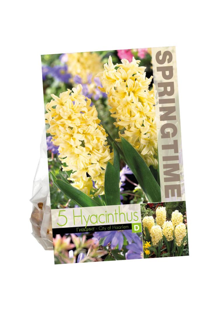 Hyacinthus City of Haarlem
