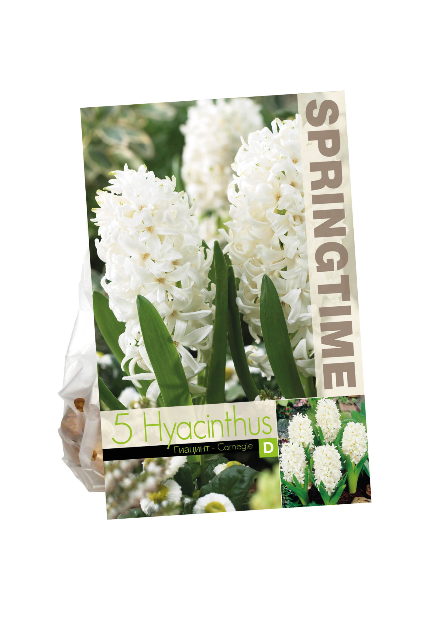 Hyacinthus Carnegie