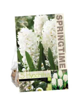 Hyacinthus Carnegie