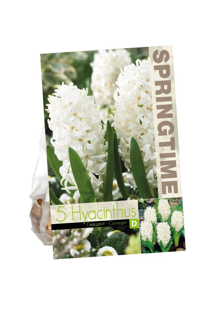 Hyacinthus Carnegie